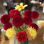 Ruislip-Central-Horticultural-Society-Autumn-Show-20243