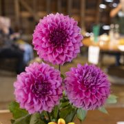 Ruislip-Central-Horticultural-Society-Autumn-Show-20244