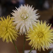 Ruislip-Central-Horticultural-Society-Autumn-Show-20245