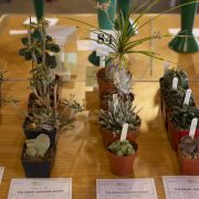 Ruislip-Central-Horticultural-Society-Autumn-Show-20246