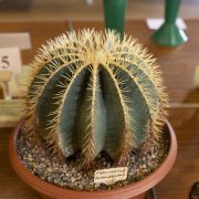 Ruislip-Central-Horticultural-Society-Autumn-Show-20247