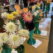 Dahlias-1
